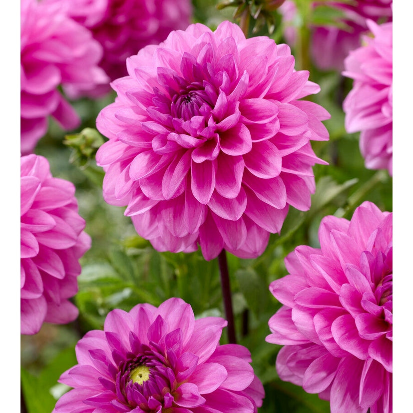 Dahlia Tolledo Dekorativ 1-pack Nyhet